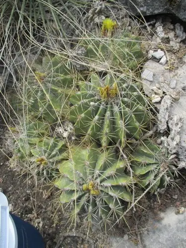 Sonora barrel cactus