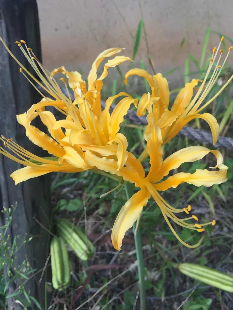 Discover the Allure and Meaning of the Golden Spider-Lily