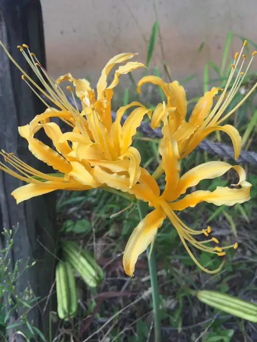 Golden spider-lily