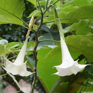 How to Grow and Care for Angel's trumpet