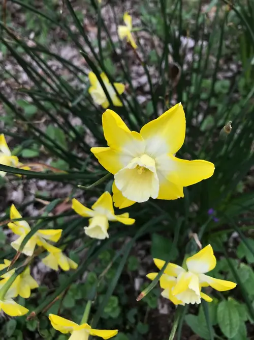 Jonquil 'Pipit'