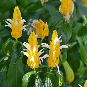 Gelbe Dickhre - Pachystachys lutea (Pflege, Merkmale, Blume, Bilder)