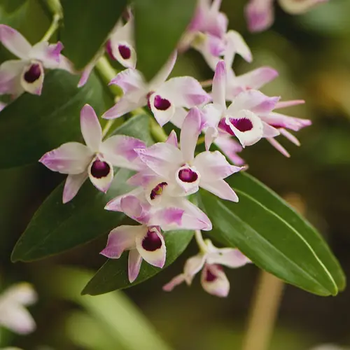 Dendrobium-Orchidee