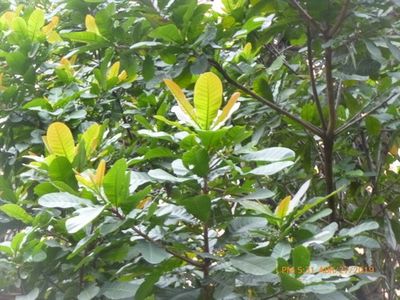 How to Grow and Care for Wild cashew