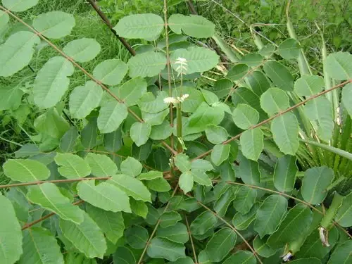 Comocladia macrophylla