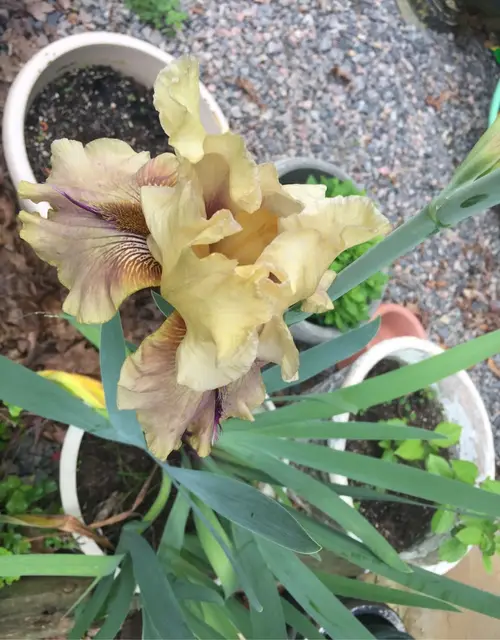 Iris germanica 'Thornbird'