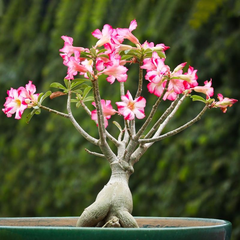 アデニウム・オベサムのための最適な日光（Adenium obesum）