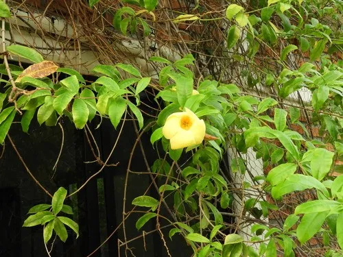 アラマンダ属 (Allamanda) - PictureThis