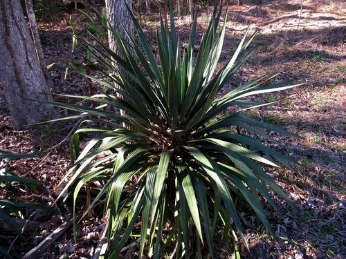 キミガヨラン（君が代蘭） (Yucca gloriosa var. tristis) - PictureThis