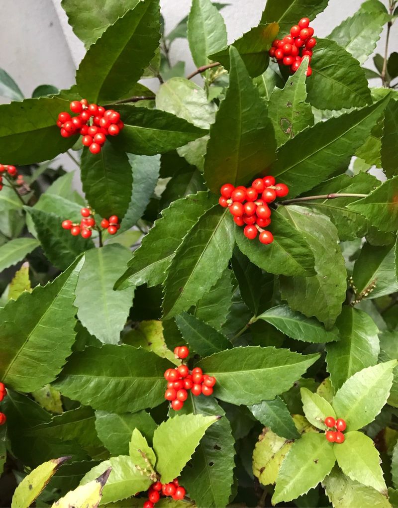 Sarcandra How Can Glabrous sarcandra herb Enhance Your Garden Landscape?