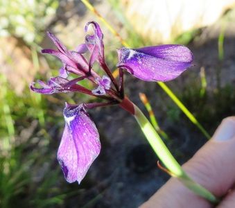 Moraea incurva - PictureThis
