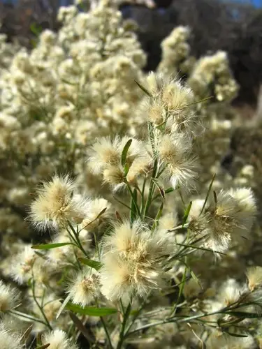 El Romerillo Pasto Romerillo (Baccharis sarothroides) - PictureThis
