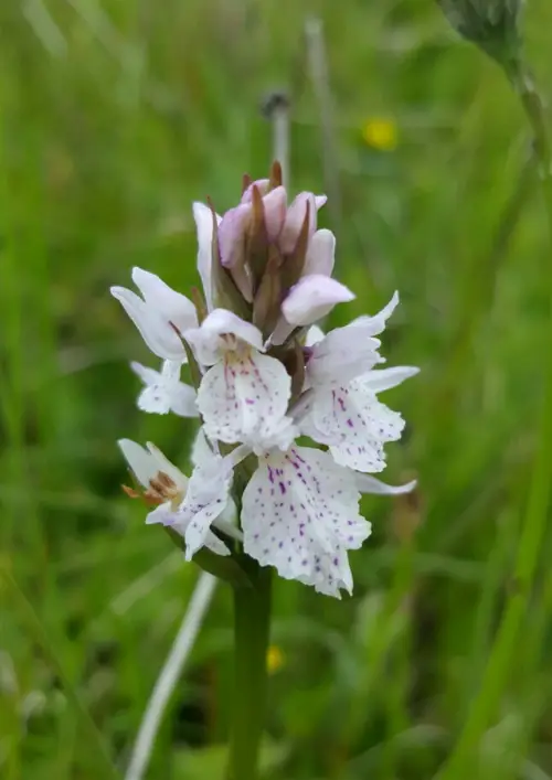 Farges's oreorchis