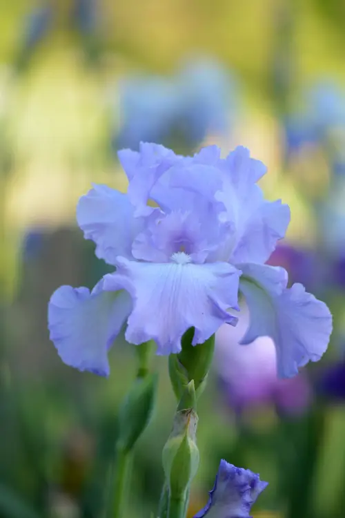 Bearded iris 'mary frances'