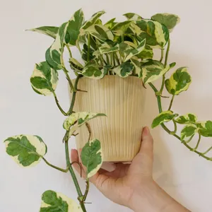 unique succulent planter Bubble Plant Pot