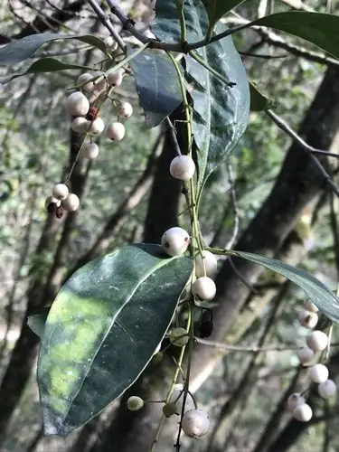 Chiococca pachyphylla