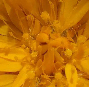 How to Prune Golden stripper