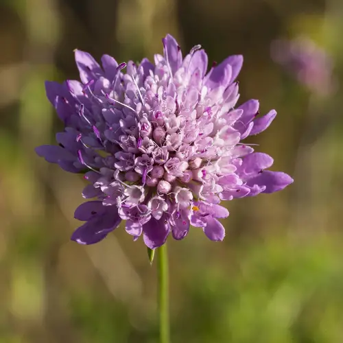 Sweet scabious