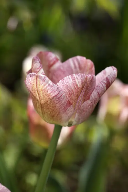 Tulips 'Hemisphere'