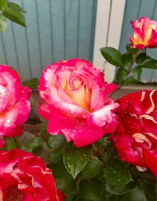 Rosa grandiflora 'Dick Clark'