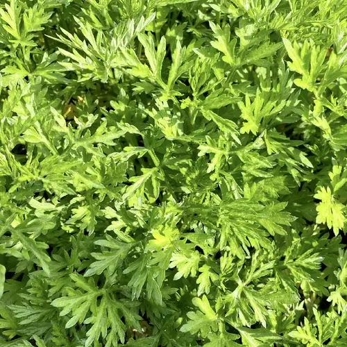 Artemisia argyi