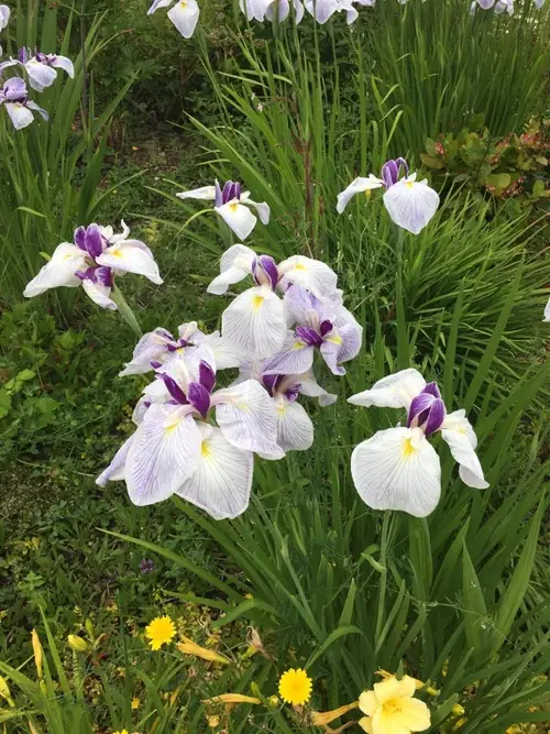 Japanese iris 'Queen's Tiara'
