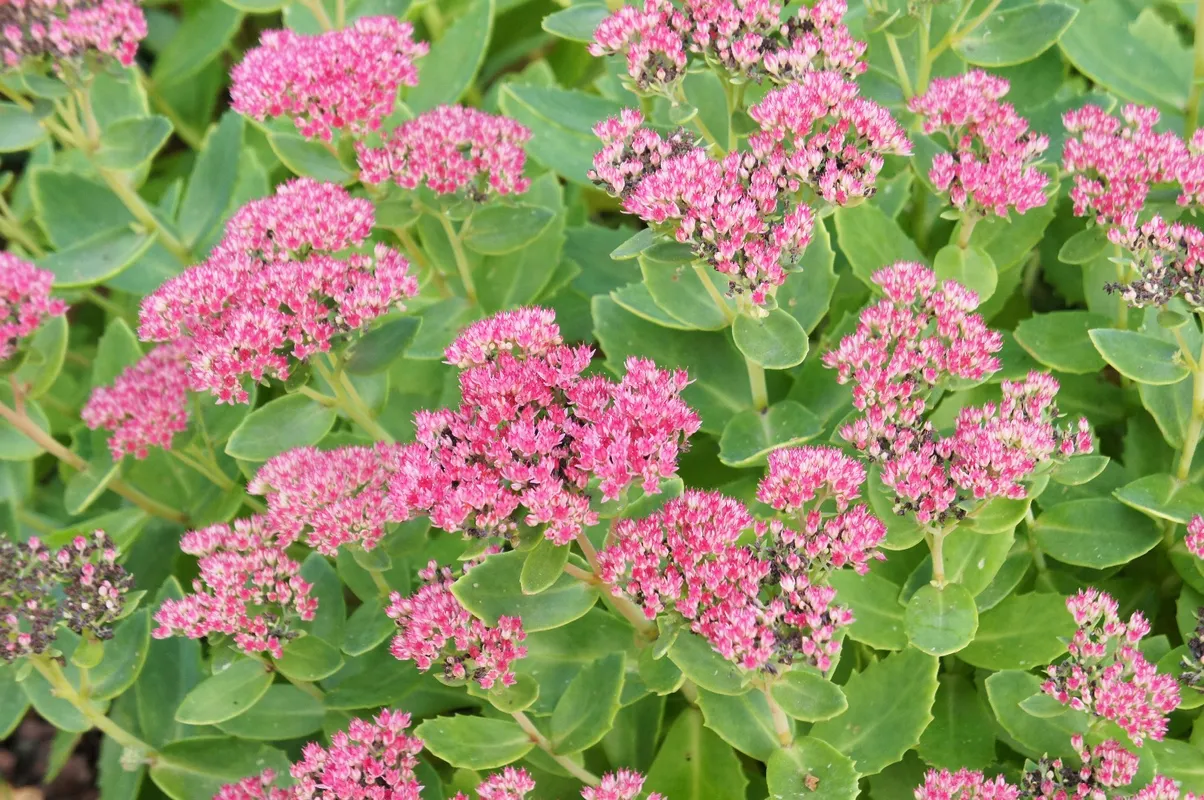 オオベンケイソウ（大弁慶草） 'Brilliant'の利点とケアのヒント：詳細