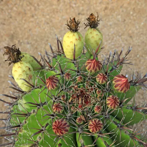 Townsend barrel cactus