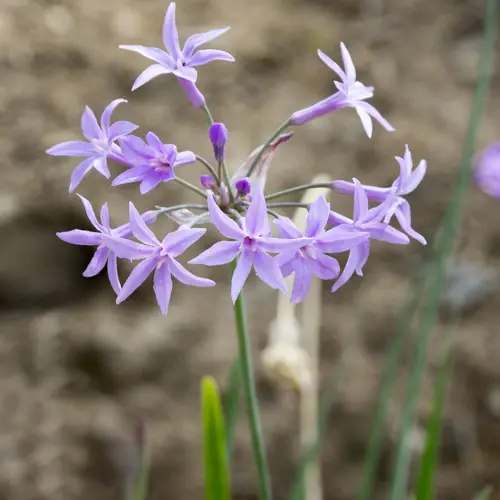 紫嬌花
