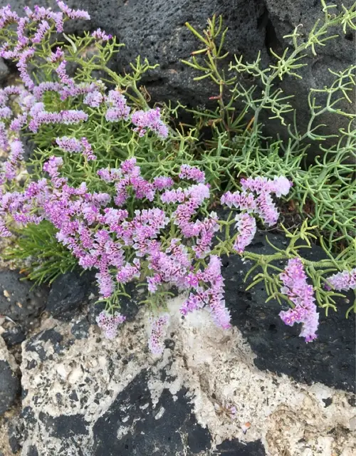 Matted sea lavender