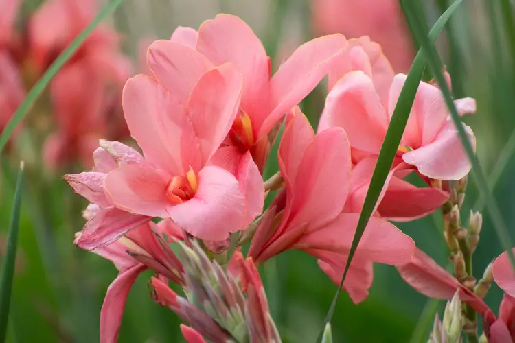 Canna lilies 'Pink'