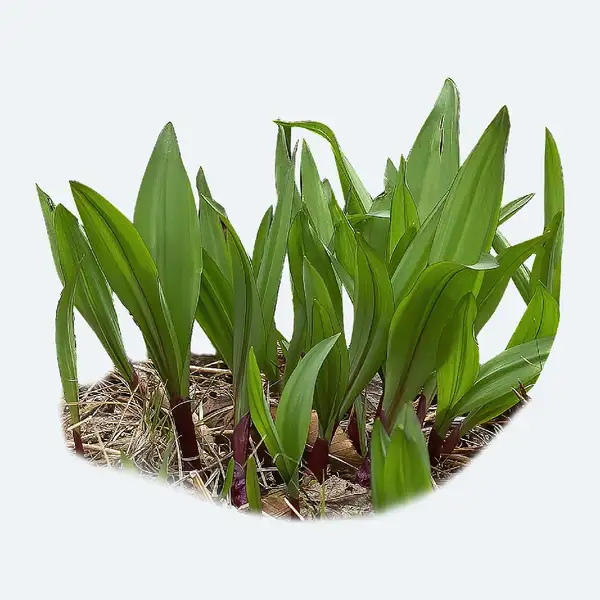Poireau sauvage (Allium polyanthum) - Secrets des Roches