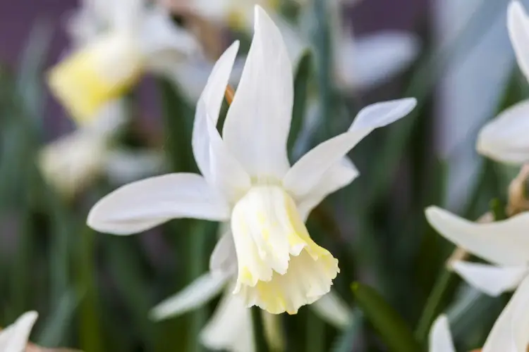 Daffodils 'Toto'