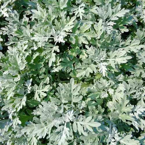 Artemisia lanosa