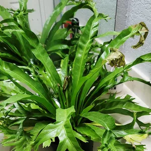 How to Grow and Care for Bird's nest fern 'Crissie'