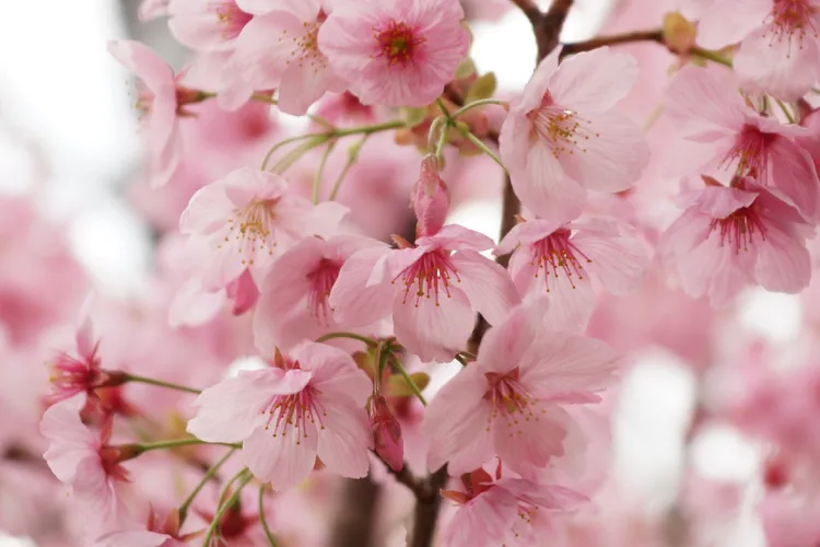 カワヅザクラ（河津桜） (Cerasus × kanzakura 'Kawazu-zakura