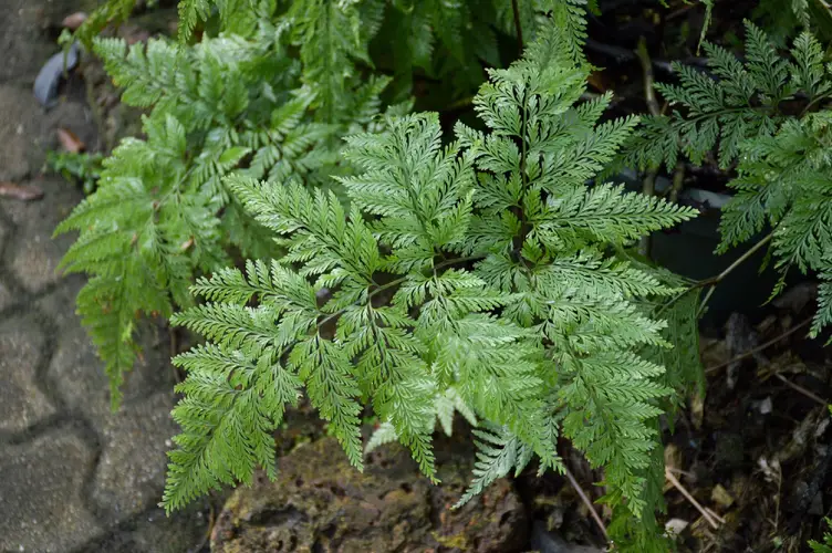 How to Plant and Grow Black rabbit's foot fern(Davallia trichomanoides)