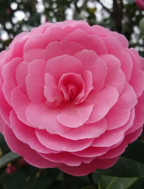 Camellias 'E.G. Waterhouse'