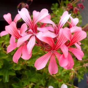 efeutute gold Epipremnum pinnatum (Efeutute) (S) kaufen main image 1