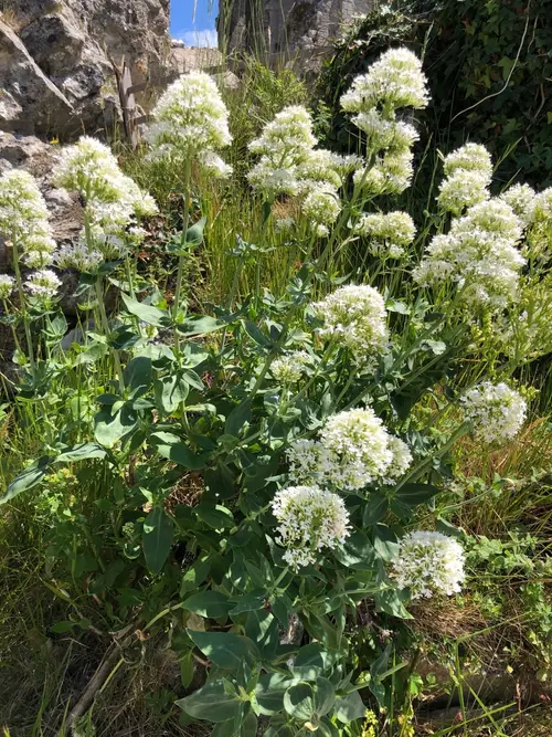 Weißblühende Spornblume 'Albus'