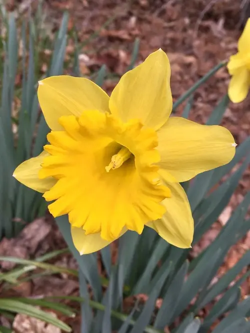Daffodils 'Yellow River'