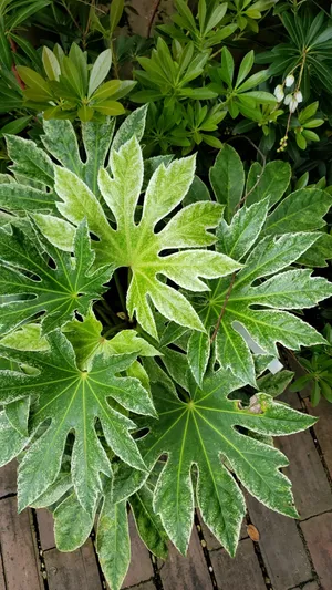 How to Grow and Care for Paperplant 'Spider's Web'