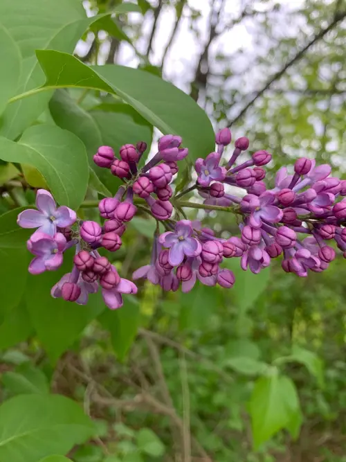 Lilacs 'Declaration'
