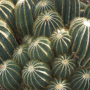 How to Grow and Care for Balloon cactus
