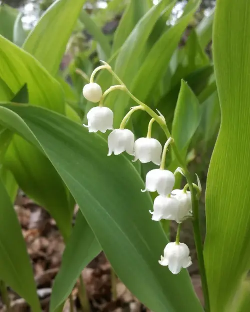 Lily of the valley 'Bordeaux'