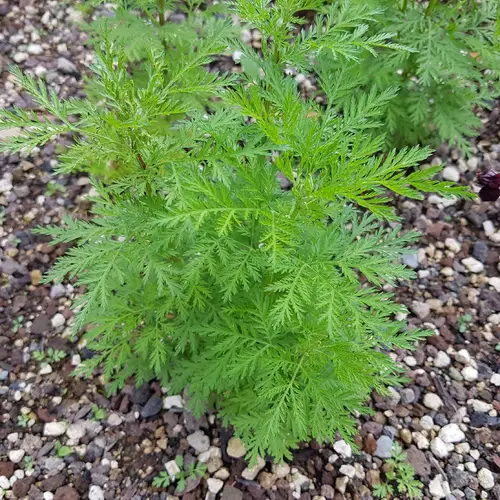 Artemisia annua: Wissenswertes über die Heilpflanze - Mein schöner Garten