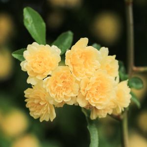 How to Grow and Care for Lady banks's rose