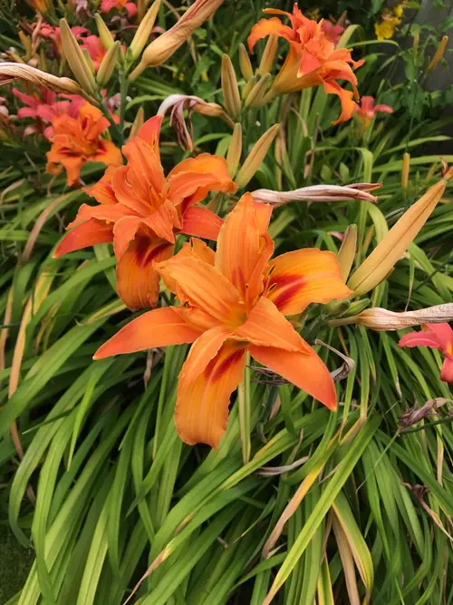 Orange daylily 'Flore Pleno'