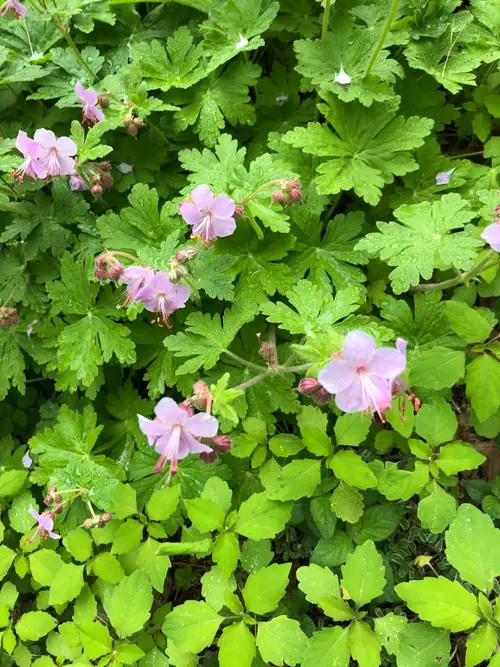 Bigroot geranium 'Ingeren's Variety'