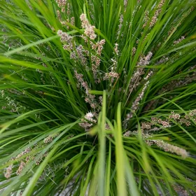 苗 レア希少 大苗Lomandra longifolia ロマンドラロンギフォリア